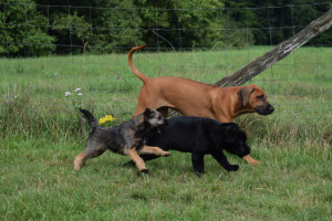 Bilbo, die Sieben und Fritz. Ein tolles Gespann!