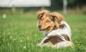 HundespielenLüSe080815-02318