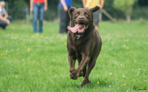 HundespielenLüSe080815-02398