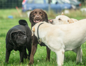 HundespielenLüSe080815-02412