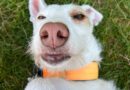 Hundespielen am 24.Juni 2026