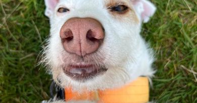 Hundespielen am 24.Juni 2026